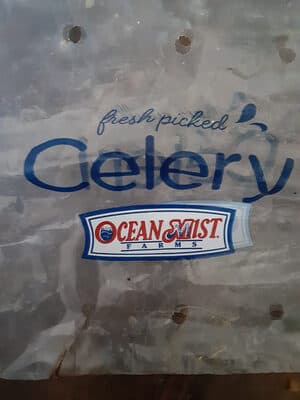 Celery