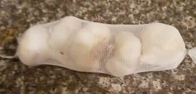 Garlic