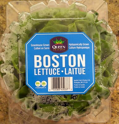 Boston Lettuce