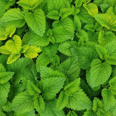 Mint