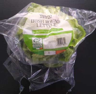 Irish Round Lettuce