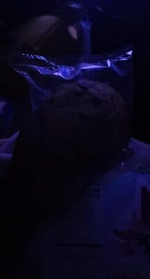 Chocolate Chip Muffin