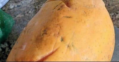 Papaya