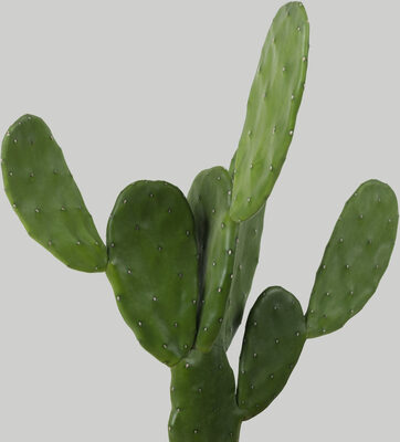 Nopales