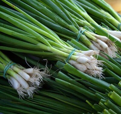 Leek Bulb and leaf
