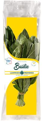 Basilic