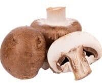 Braune Kultur Champignons