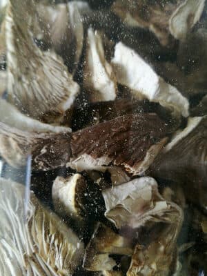 Oyster mushroom