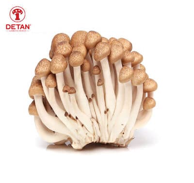 Brown Shimeji Mushrooms