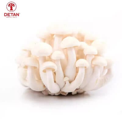 White Shimeji Mushroom