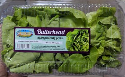 Butterhead hydroponically grown