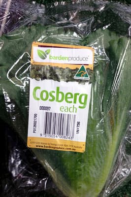 Cosberg Lettuce