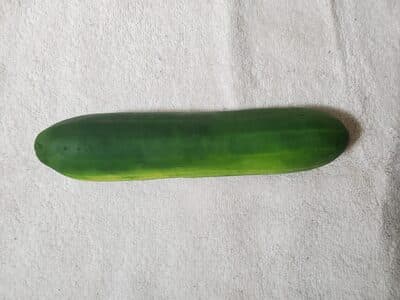 Cucumber