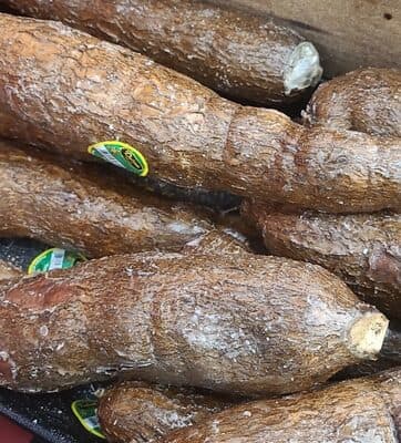 Yuca root