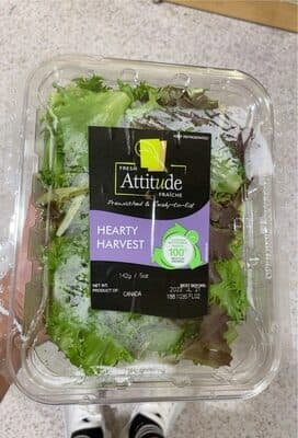 Fresh Lettuce