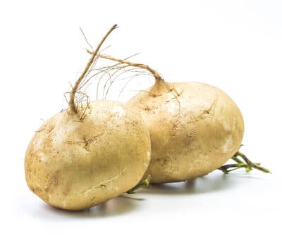Jicama