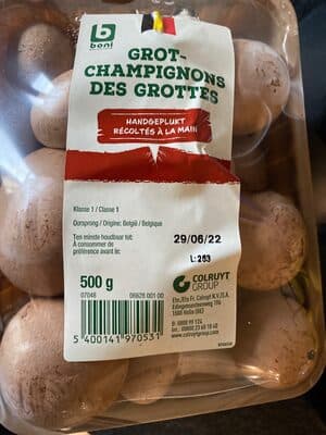Champignons Des Grottes